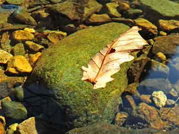 澳門準(zhǔn)六肖期期準(zhǔn)免費(fèi)公開,數(shù)據(jù)解析說明_安卓款75.16