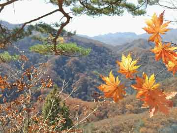 澳門今晚必中一肖一碼恩愛一生,全面應(yīng)用數(shù)據(jù)分析_X96.327