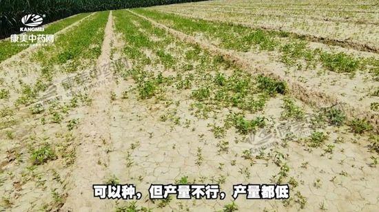 安國北跑藥廠最新招聘啟事，安國北跑藥廠最新招聘啟事，職位空缺及申請指南