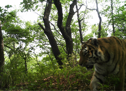 汪清虎豹公園最新消息，汪清虎豹公園最新動態(tài)概覽