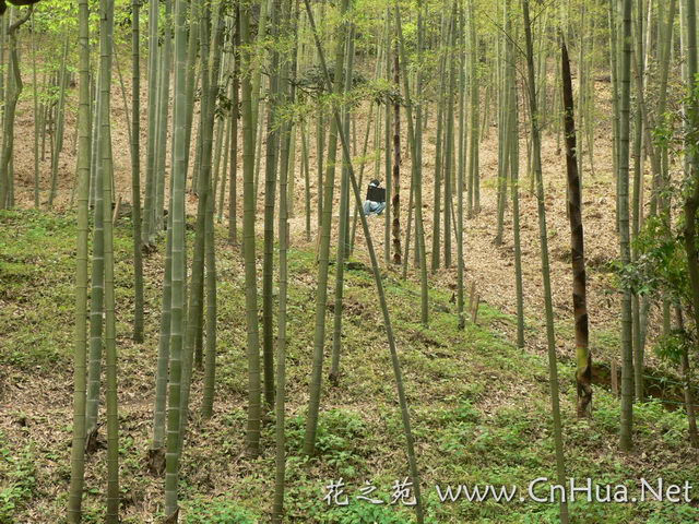 毛竹最新報價，深度解析市場趨勢與價格動態(tài)（深度好文），毛竹最新報價及市場趨勢深度解析