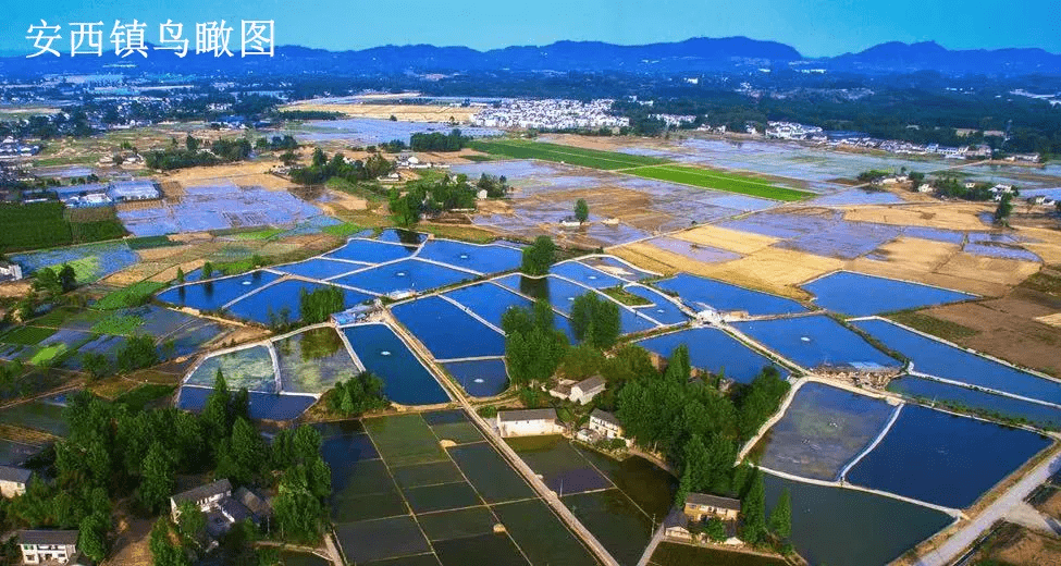 莊河供求園最新一期，繁榮市場的脈搏與活力四溢的機遇，莊河供求園最新一期，市場繁榮脈搏與活力四溢商機展