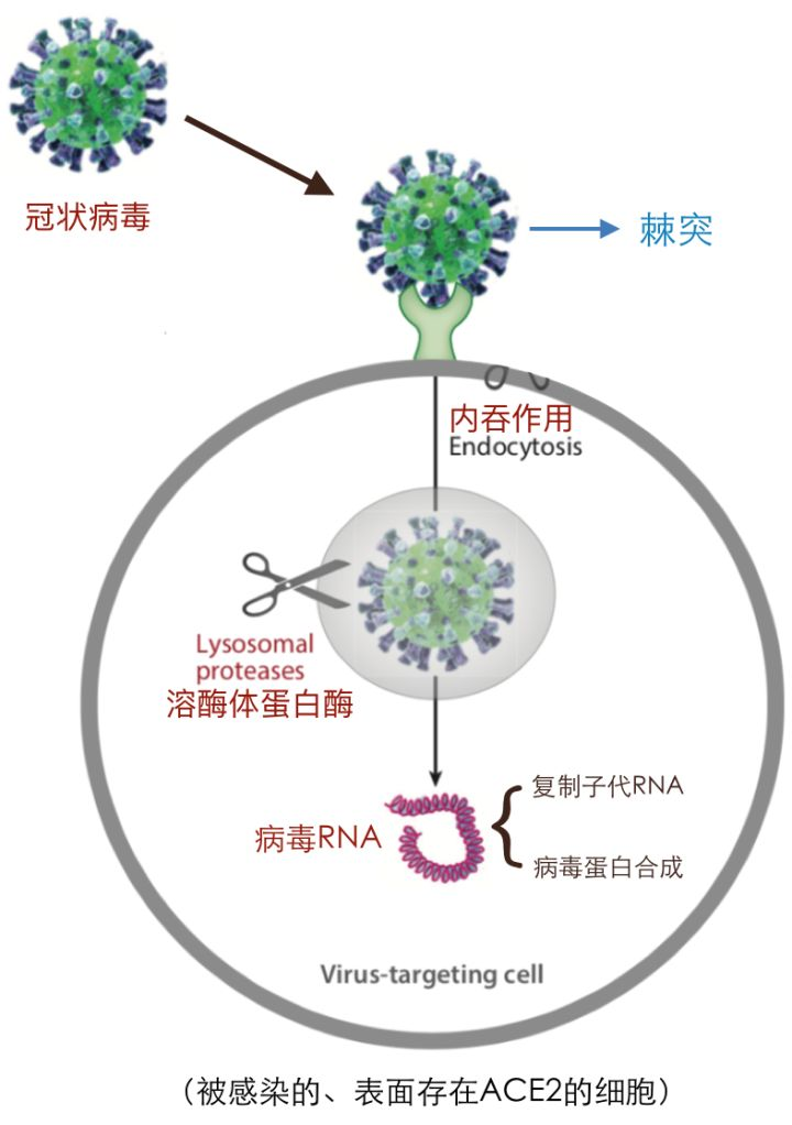 最新分離毒株，科學研究的挑戰(zhàn)與機遇，最新分離毒株，科學研究的挑戰(zhàn)與機遇探索