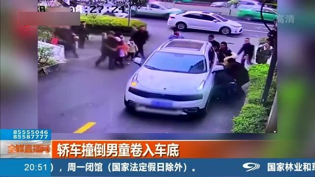 四川一小熊貓疑被車輛撞倒，悲劇背后的反思與呼喚保護(hù)意識(shí)的覺醒，四川小熊貓被撞悲劇引發(fā)反思，呼喚保護(hù)意識(shí)的覺醒