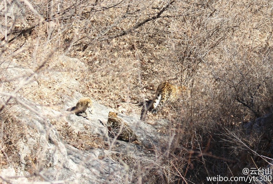 四不像正版與正版四不像，探究正版內(nèi)容的多元形態(tài)與版權(quán)保護(hù)的重要性，正版內(nèi)容的多元形態(tài)與版權(quán)保護(hù)的重要性探究，四不像正版與正版四不像的探討