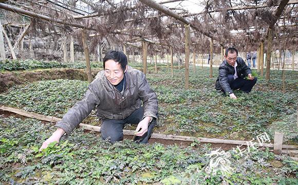 黃蓮最新價(jià)格