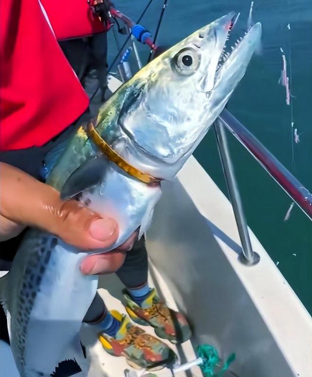 男子釣上一條自帶贖金的魚，引發(fā)社會熱議，男子釣獲帶贖金魚，引發(fā)社會廣泛關(guān)注