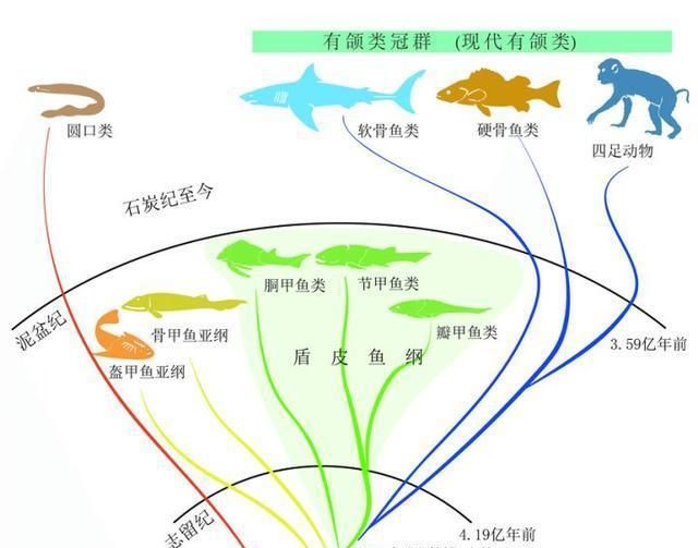 魚類進(jìn)化論的爭議，歷史、現(xiàn)狀與展望，魚類進(jìn)化論的爭議，歷史沿革、現(xiàn)狀審視與未來展望