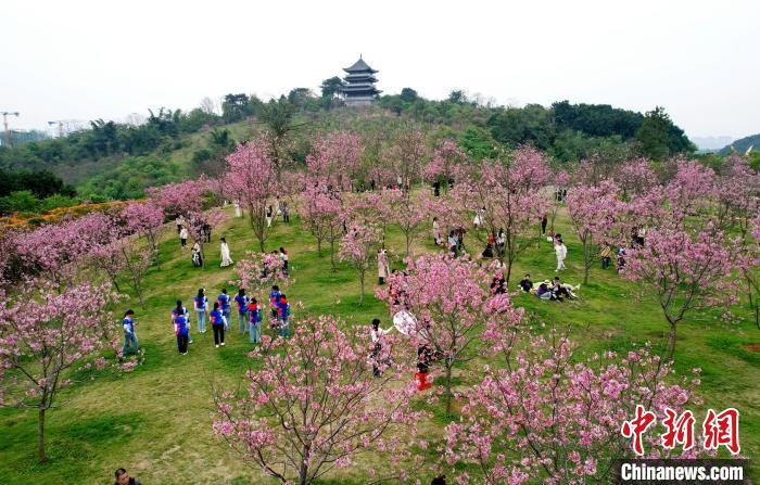 澳門 第732頁