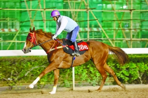 澳門特馬今晚開獎(jiǎng)，探索彩票背后的故事與期待，澳門特馬今晚開獎(jiǎng)，彩票背后的故事與期待揭秘