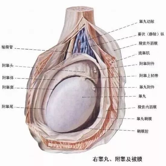 一側(cè)睪丸痛的原因及應(yīng)對方法，一側(cè)睪丸痛的原因與應(yīng)對方法解析