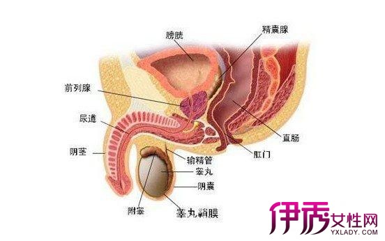 男性尿道口發(fā)黑的原因及其影響，男性尿道口發(fā)黑的原因與影響分析