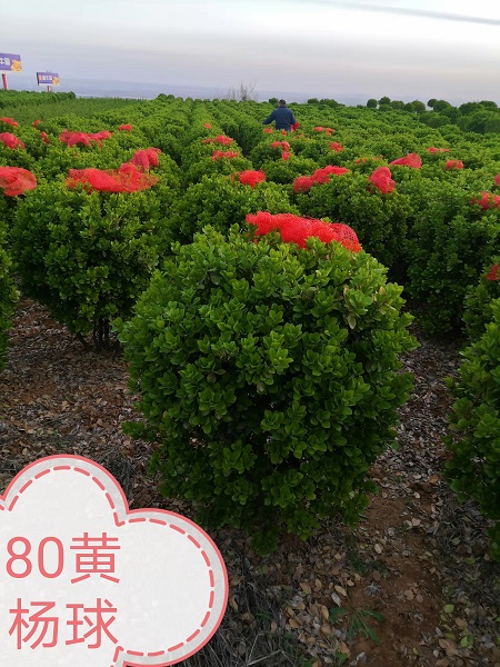 葡萄京王中王一肖，一種獨特的文化與產(chǎn)業(yè)的交融，葡萄京王中王一肖，文化與產(chǎn)業(yè)的獨特交融