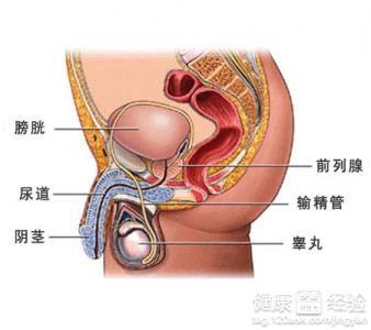 慢性前列腺炎的表現(xiàn)及其影響，慢性前列腺炎的癥狀表現(xiàn)及其影響概述