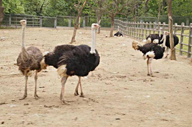 野生動(dòng)物園優(yōu)惠政策，60歲以上的老年人是否享受優(yōu)惠？，野生動(dòng)物園優(yōu)惠政策，60歲以上老年人是否享受優(yōu)惠？