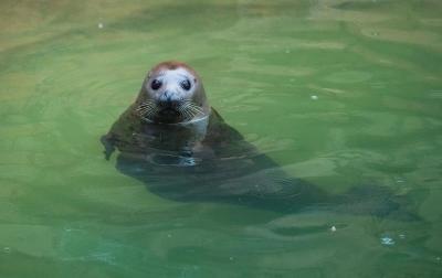 濟(jì)南野生動物園，自然與動物的和諧樂章，濟(jì)南野生動物園，自然與動物的和諧交響樂章