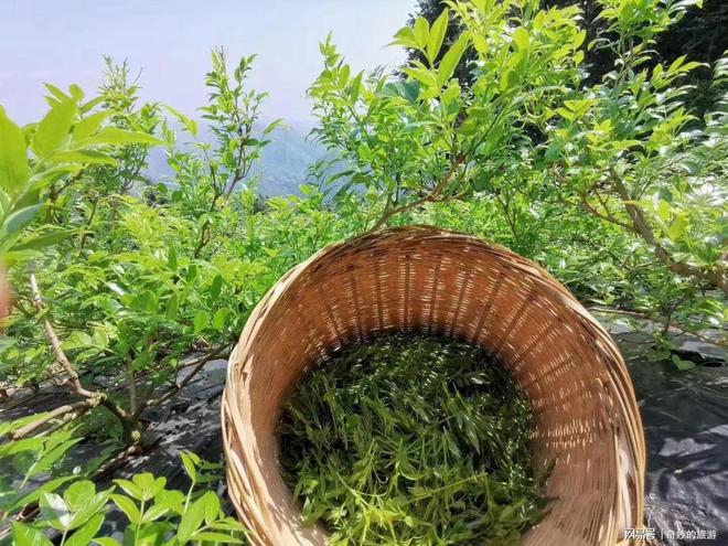 莓茶，神奇的功效與作用，莓茶，神奇功效與獨(dú)特作用揭秘