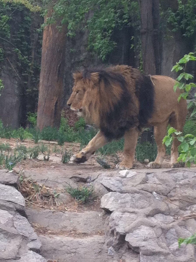 北京動(dòng)物園攻略一日游，探索動(dòng)物王國的精彩之旅，北京動(dòng)物園一日游攻略，探索動(dòng)物王國的精彩探險(xiǎn)之旅