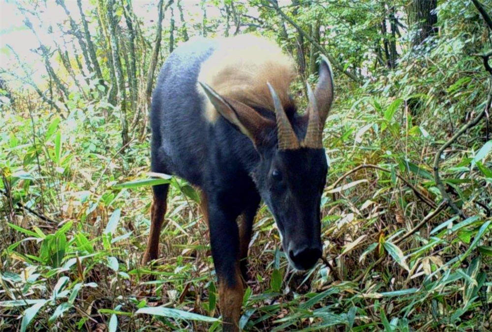 澳門四不像圖片大全，探索神秘的面貌與獨(dú)特的魅力，澳門四不像圖片大全，探索神秘面貌與獨(dú)特魅力的視覺(jué)之旅