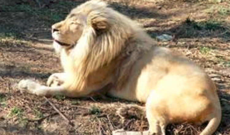 北京動物園門票購買攻略，北京動物園門票購買指南