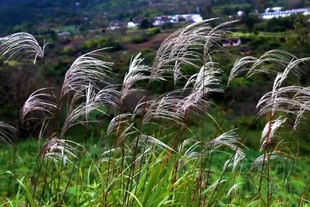 夏天去哪避暑旅游最好？五大勝地讓你清涼一夏，夏天最佳避暑旅游勝地推薦，五大景點(diǎn)讓你清涼一夏