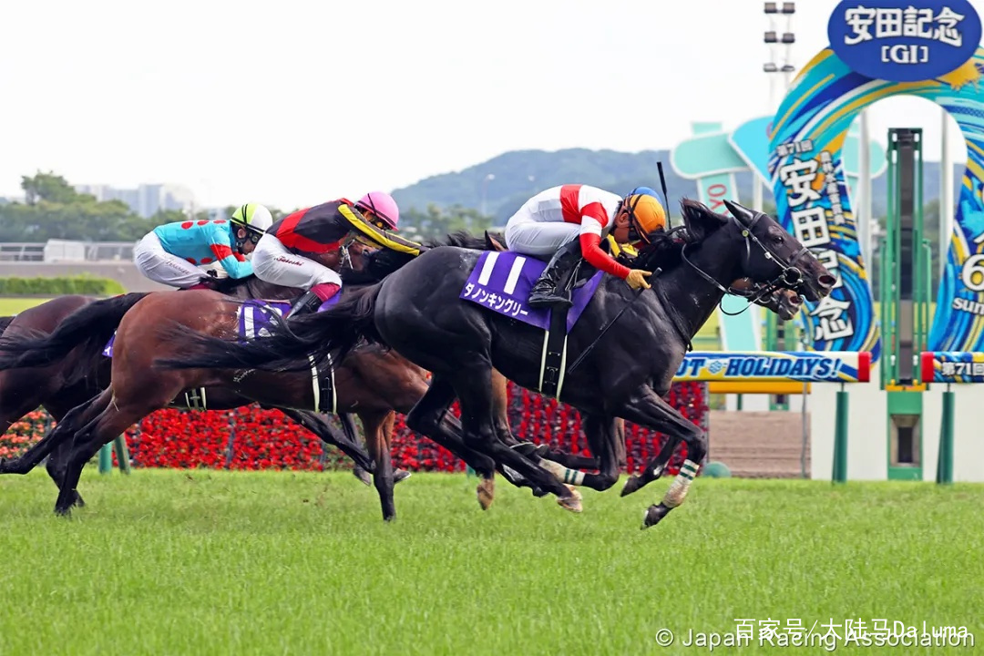 香港特馬資料王中王，探索與解析，香港特馬資料解析，王中王深度探索