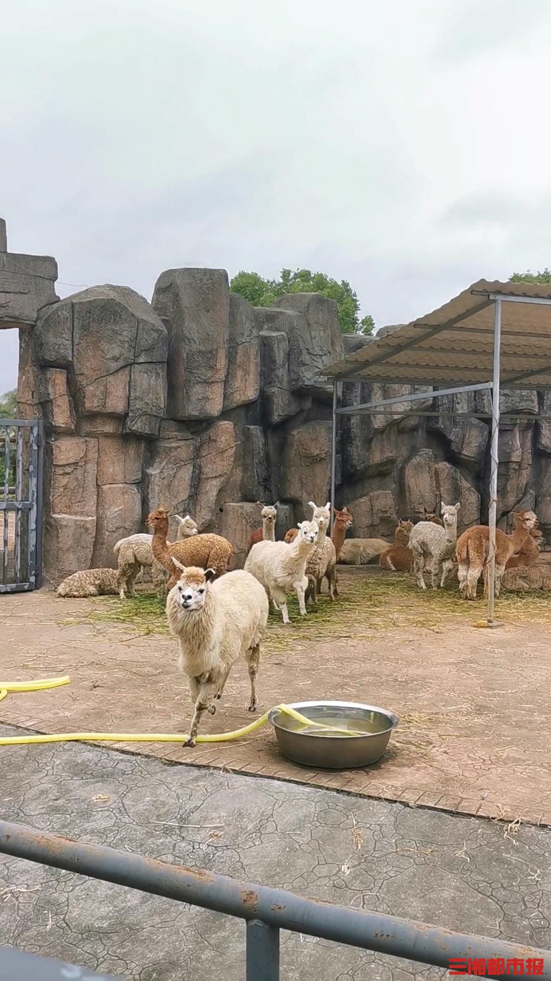 長(zhǎng)沙生態(tài)動(dòng)物園門(mén)票預(yù)訂攻略，長(zhǎng)沙生態(tài)動(dòng)物園門(mén)票預(yù)訂指南