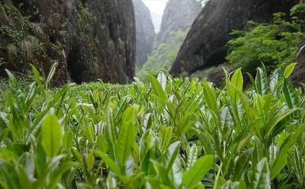 武夷山簡(jiǎn)介